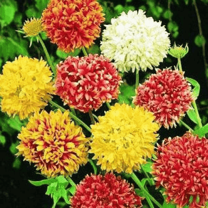 Gaillardia Double, Blanket Flower - Flower Seeds