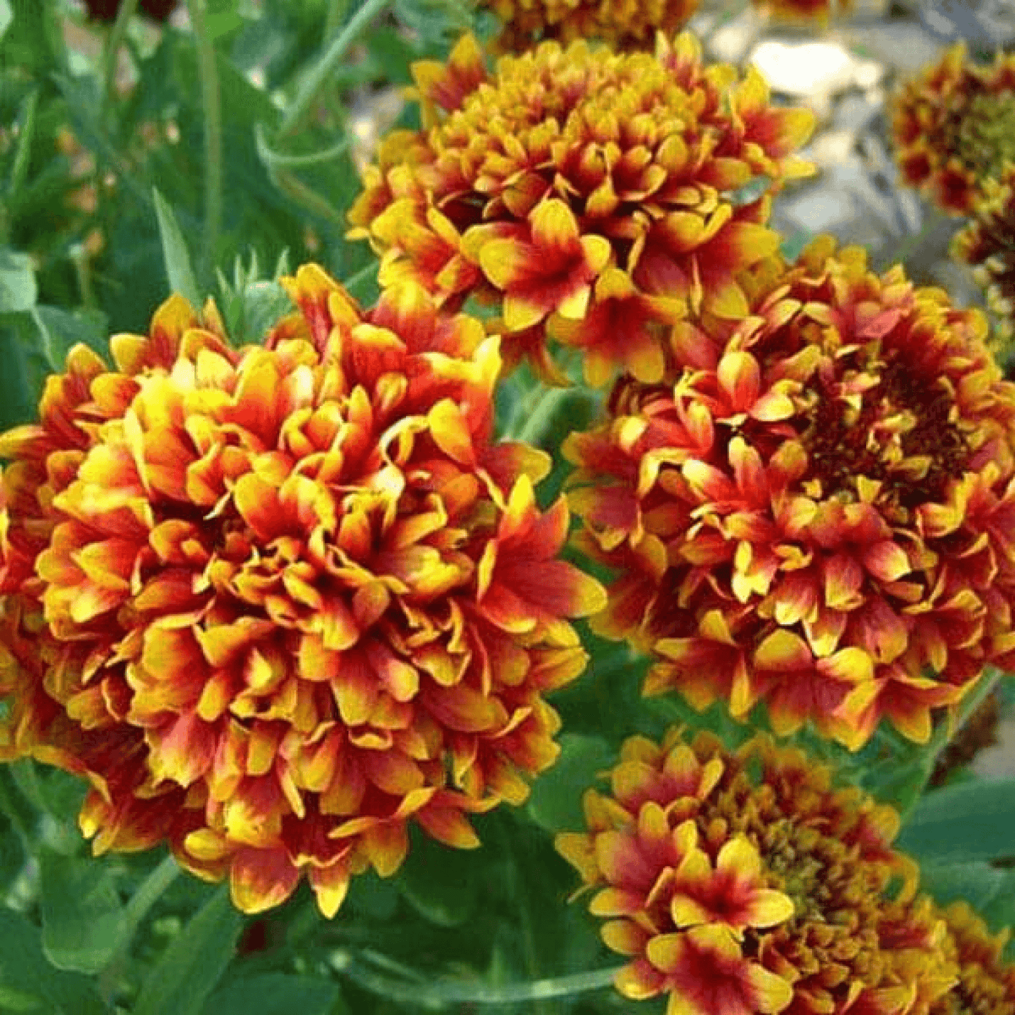 Gaillardia F1 Finest Mixed Color - Flower Seeds pack of 50