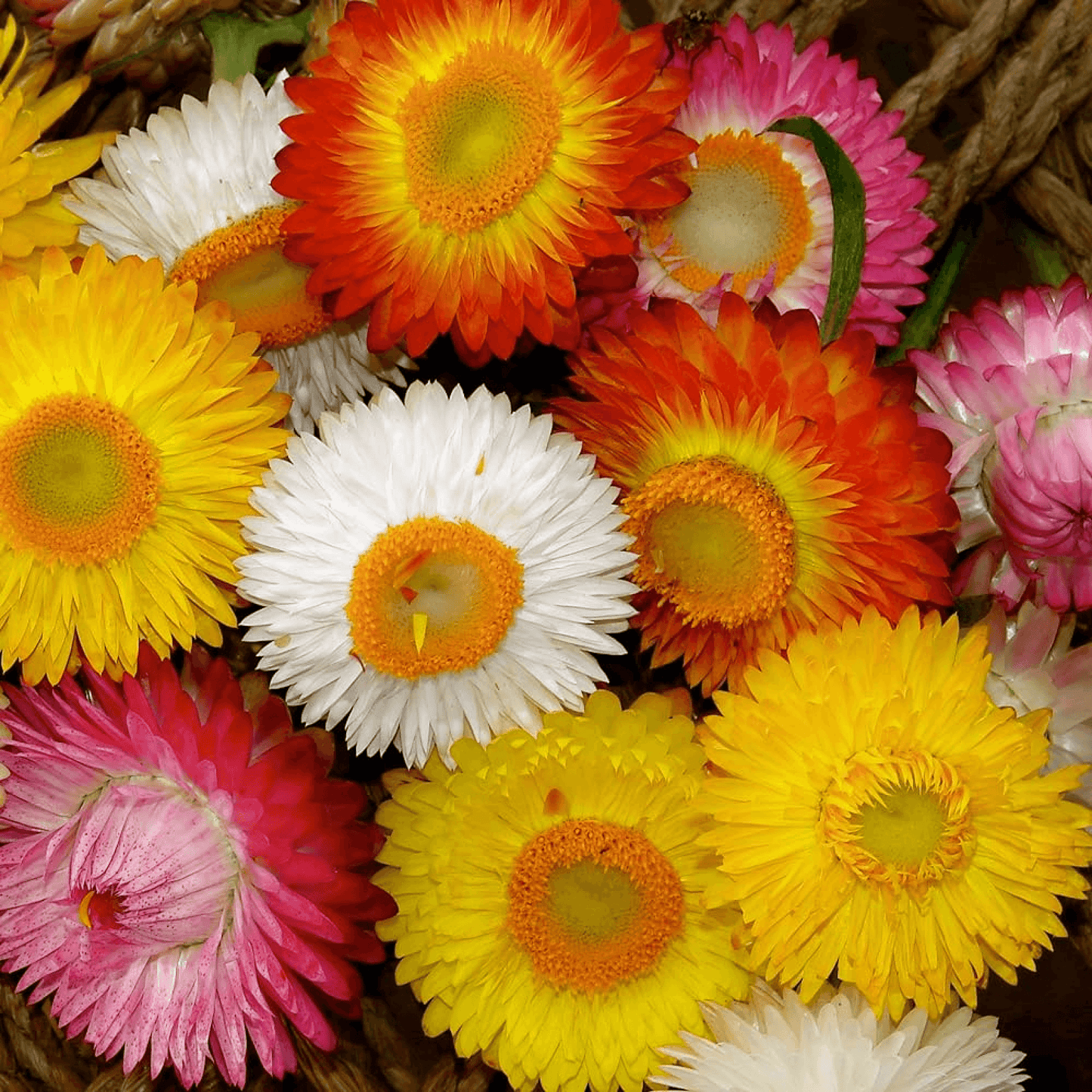Helichrysum bracteatum Dwarf Mixed Color - Flower Seeds pack of 50
