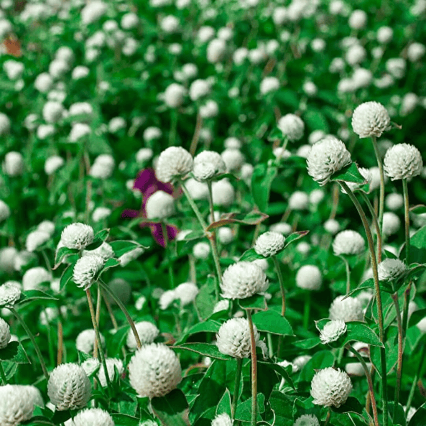 Gomphrena White -  Flower Seeds pack of 50