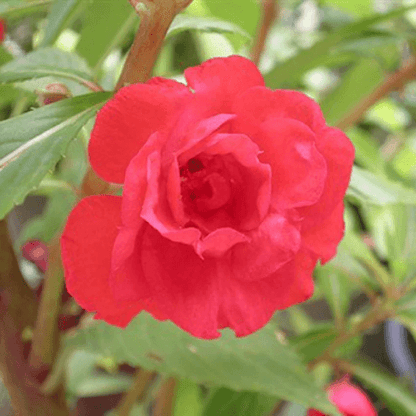 Balsamine Rose Flower - Flower Seeds Pack of 100