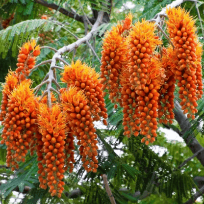 Colvillea Racemosa, Ohai, Whip Tree, Golden Flower Tree