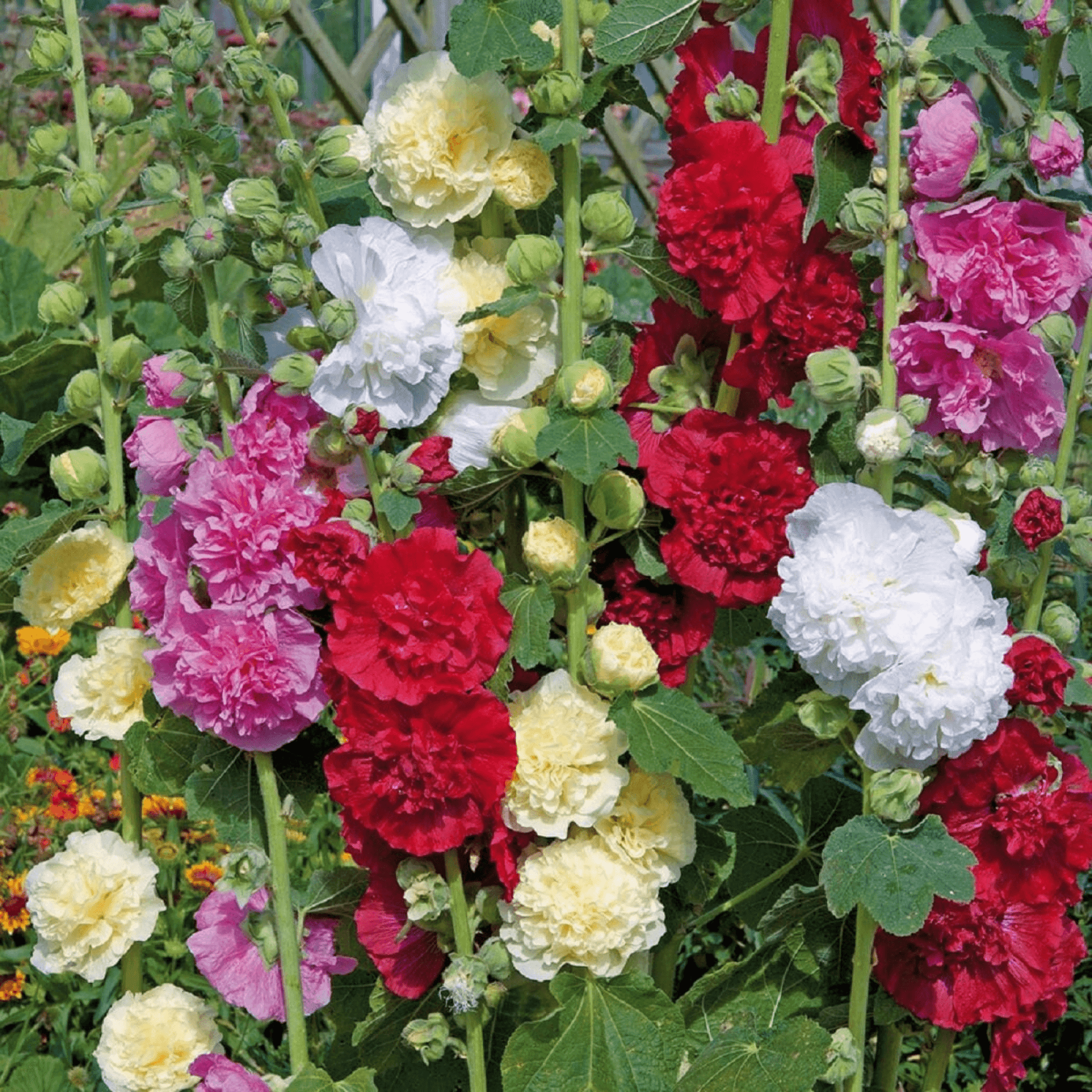 Hollyhock F1 Dwarf - Flower Seeds pack of 30