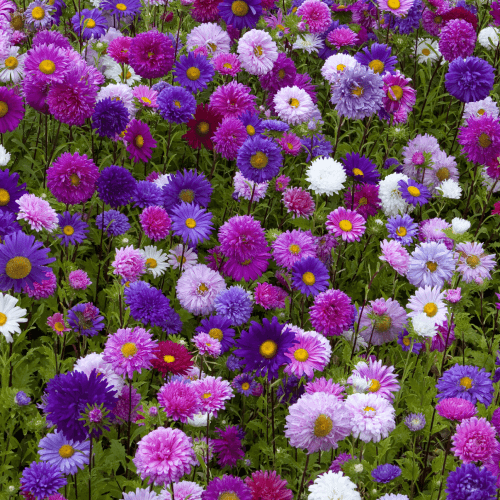 Aster Formula Mixed Colors - Flower Seeds 50 Pack