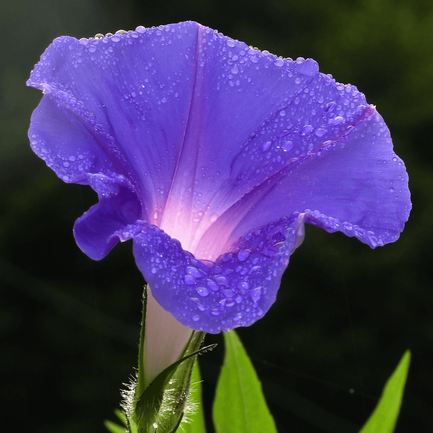 Ipomoea Morning Glory - Flower Seeds pack of 30