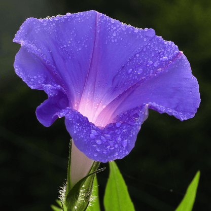 Ipomoea Morning Glory - Flower Seeds pack of 30