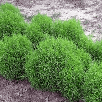 Kochia Childsii - Flower Seeds pack of 50