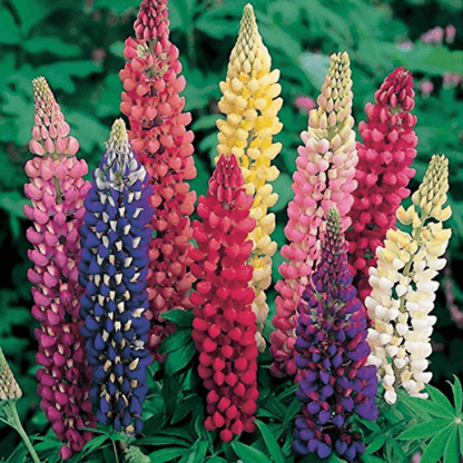 Lupin Pixie Dwarf, Dwarf Lupine Mix, Pixie Delight, Mixed Color - Flower Seeds pack of 50