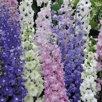 Larkspur Imperial, Consolida ajacis, Mixed Color - Flower Seeds pack of 40