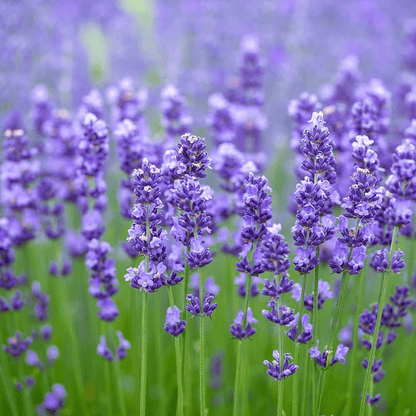 Lavender - Flower Seeds of 50