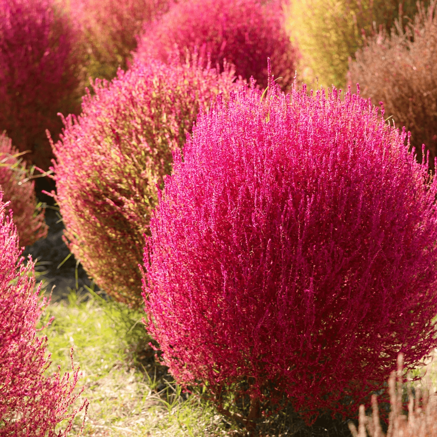 Kochia Burning Bush - Flower Seeds pack of 100