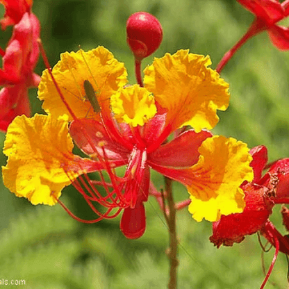 Caesalpinia Pulcherrima, Peacock Flower - Flower Seeds