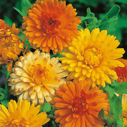 Calendula Bon Bon Mixed Color, English Marigold - Flower Seeds