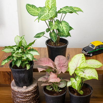 Pack of 4 Syngonium Plants for Forever Green Garden