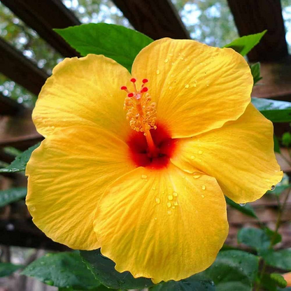 Hibiscus, Gudhal Flower (Yellow Double) - Plant