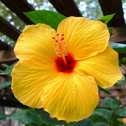 Hibiscus Gudhal Yellow Double Flower Plant