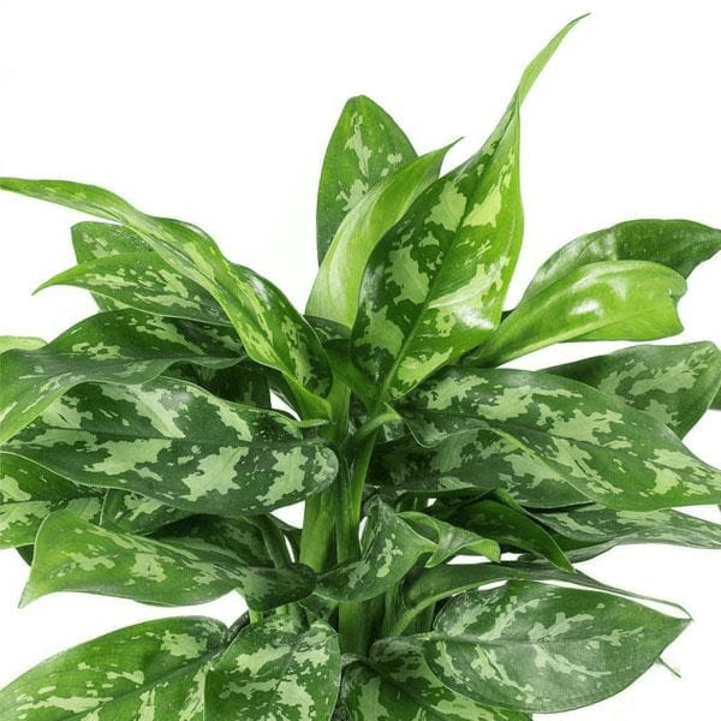 Aglaonema Commutatum Malay Beauty - Plant