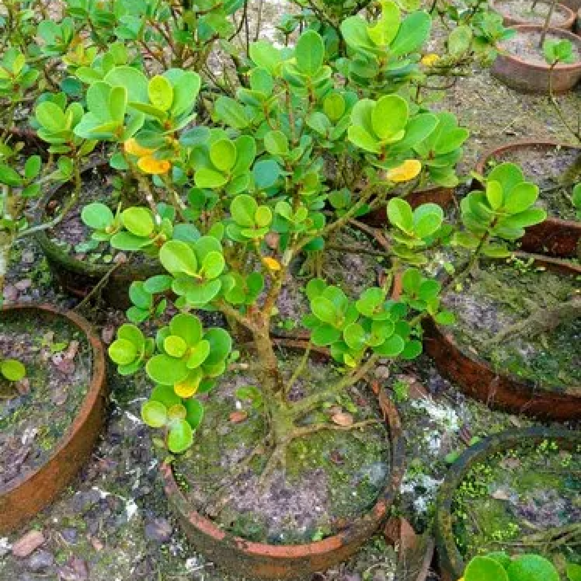 Ficus iceland Bonsai Plant