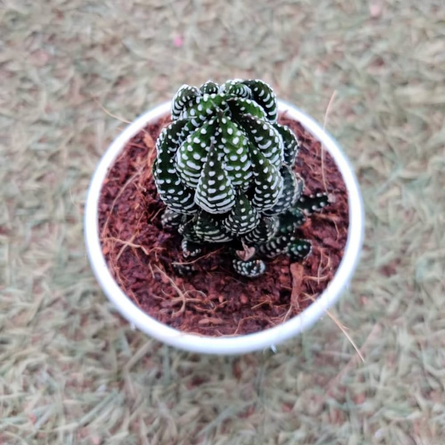 Haworthia reinwardtii Zebra Wart Plant