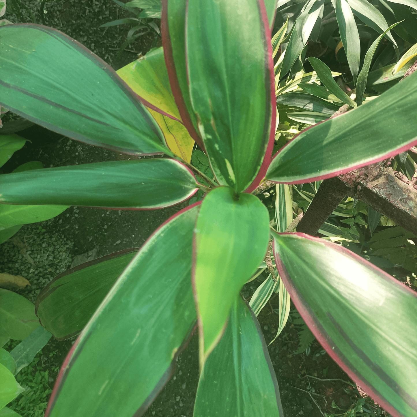 Dracaena Mahatma Varigated Plant