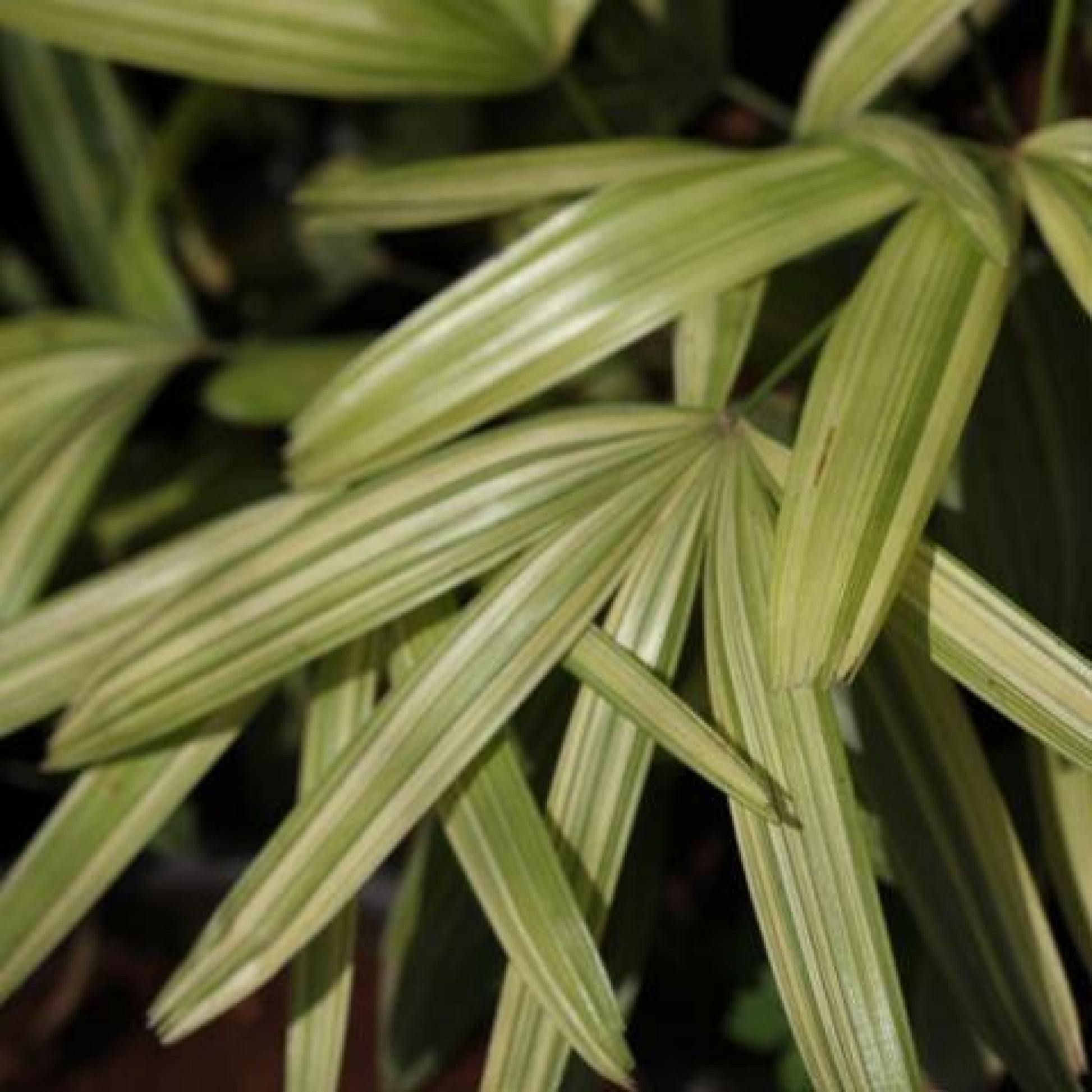 Rhapis subtilis variegated Plant