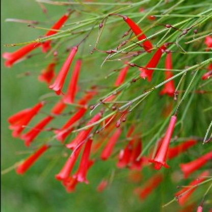 Russelia (Red) Plant