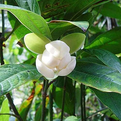 Kavati Chafa Magnolia liliifera Plant