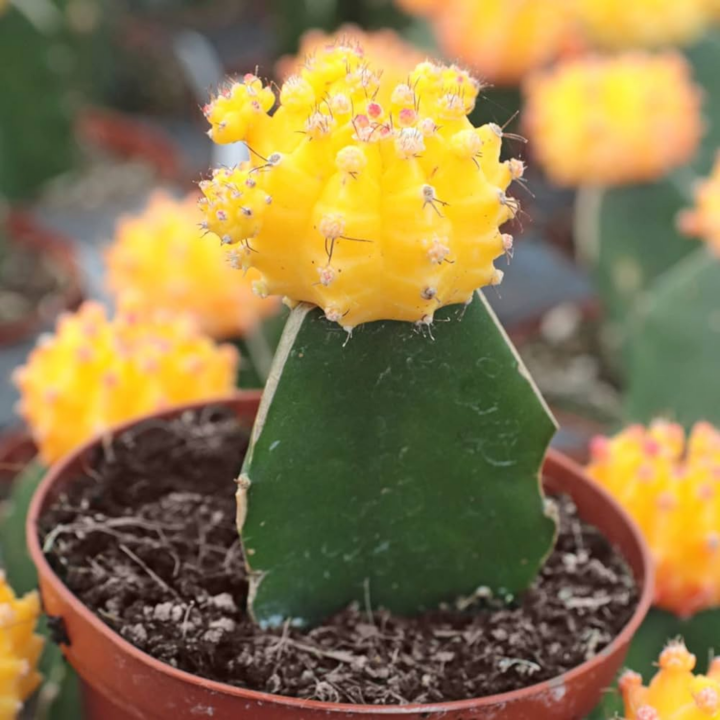 Moon Cactus (Grafted Yellow) Cactus Plant