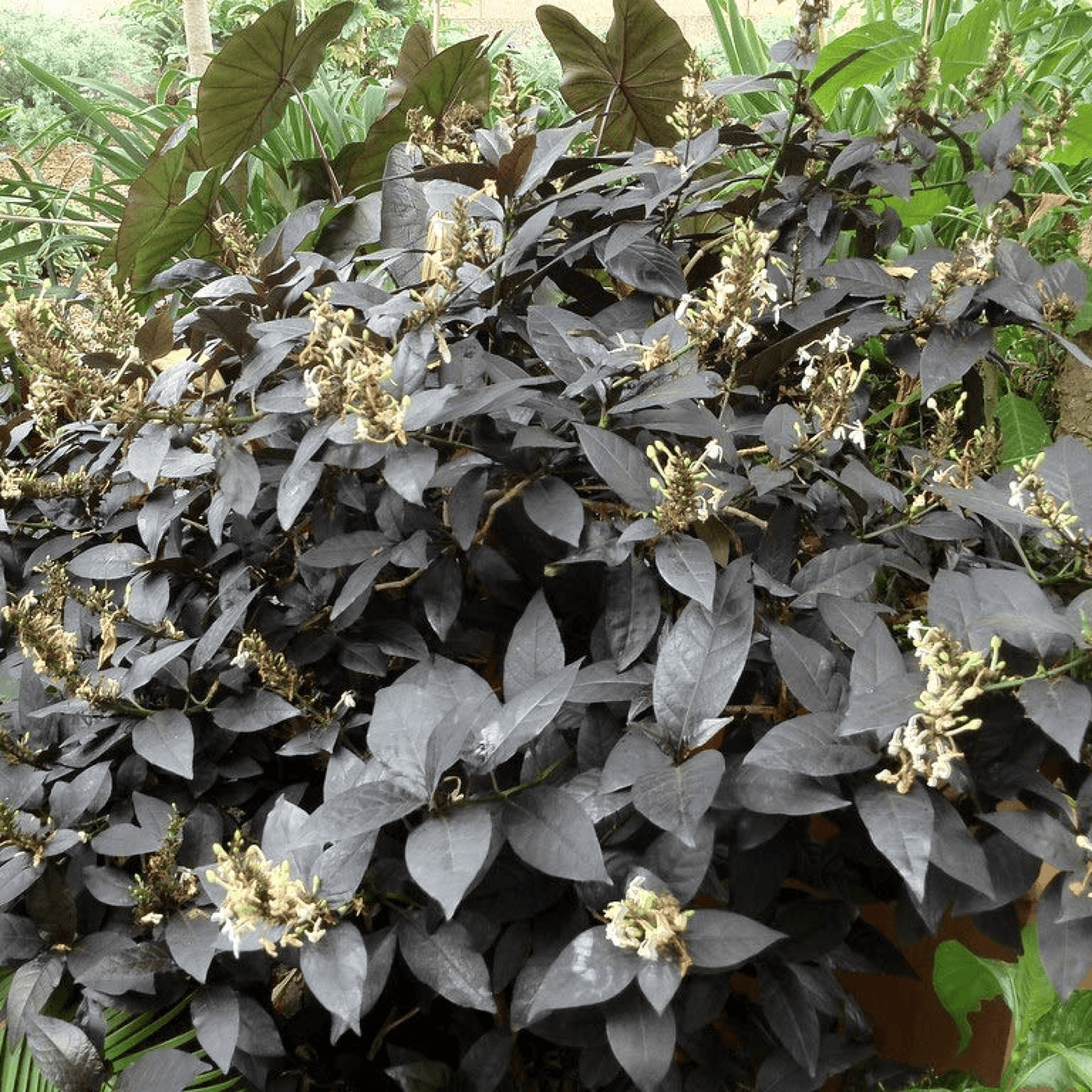 Eranthemum Nigrum Black Kodia Plant