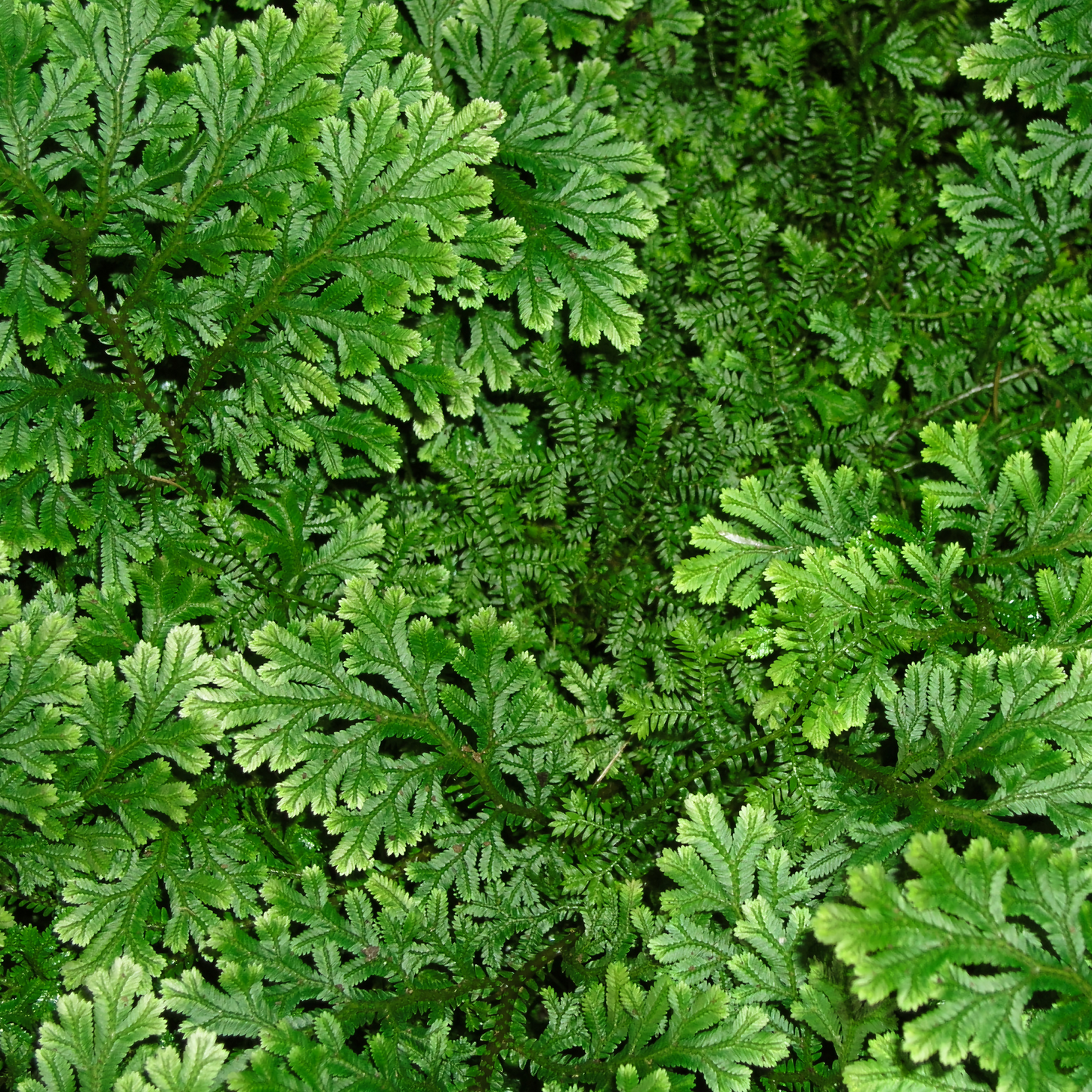 Selaginella species Plant