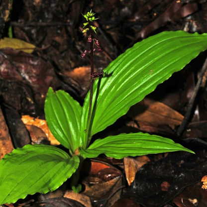 Malaxis acuminata Plant