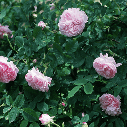 Damascus Rose, Scented Rose (Any Color) - Plant
