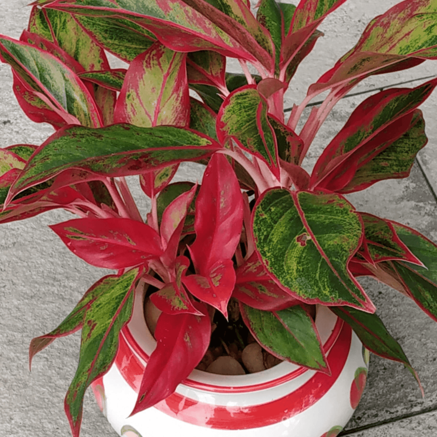 Aglaonema Widuri, Aglaonema Red Peacock - Plant