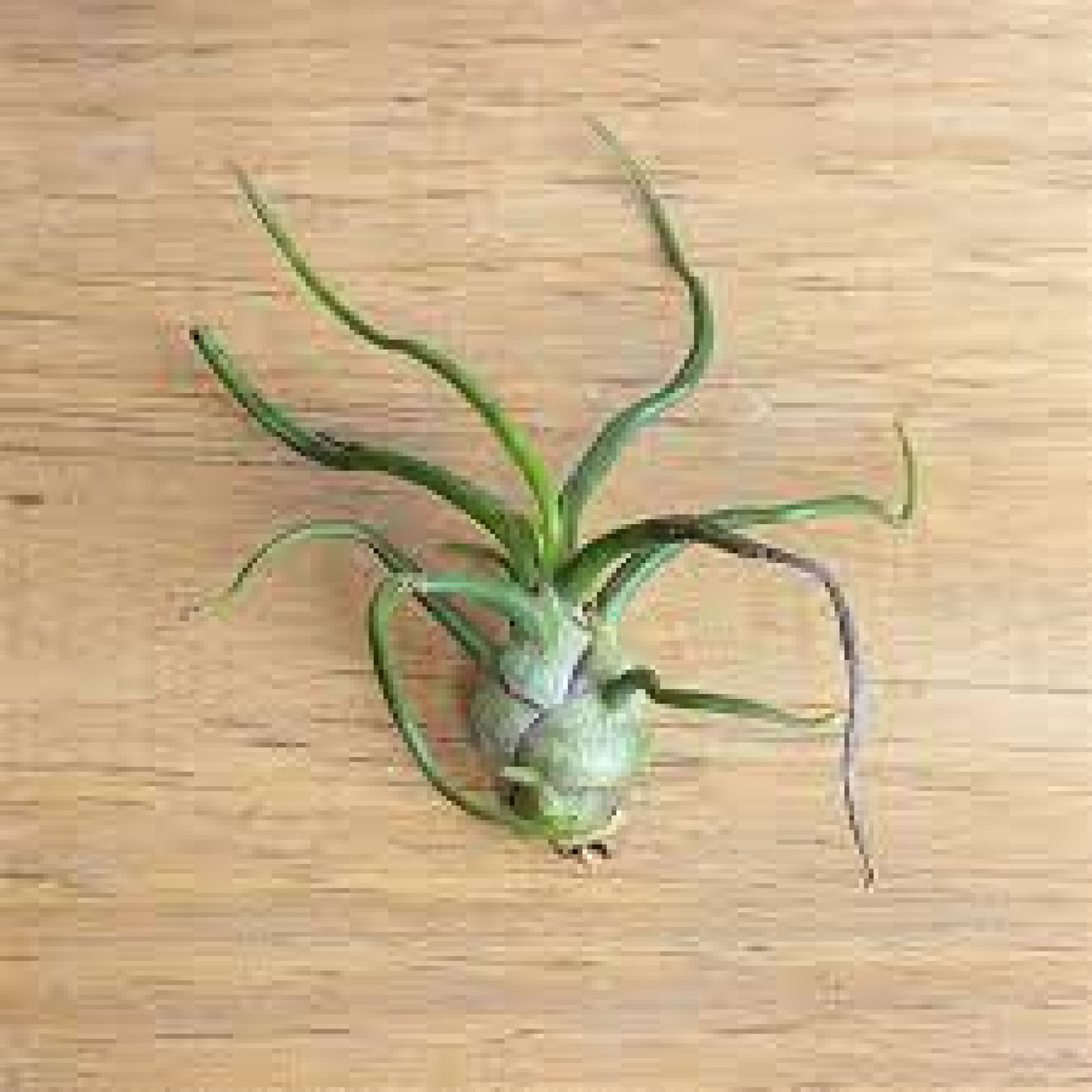 Air Plant Tillandsia Bulbosa Plant