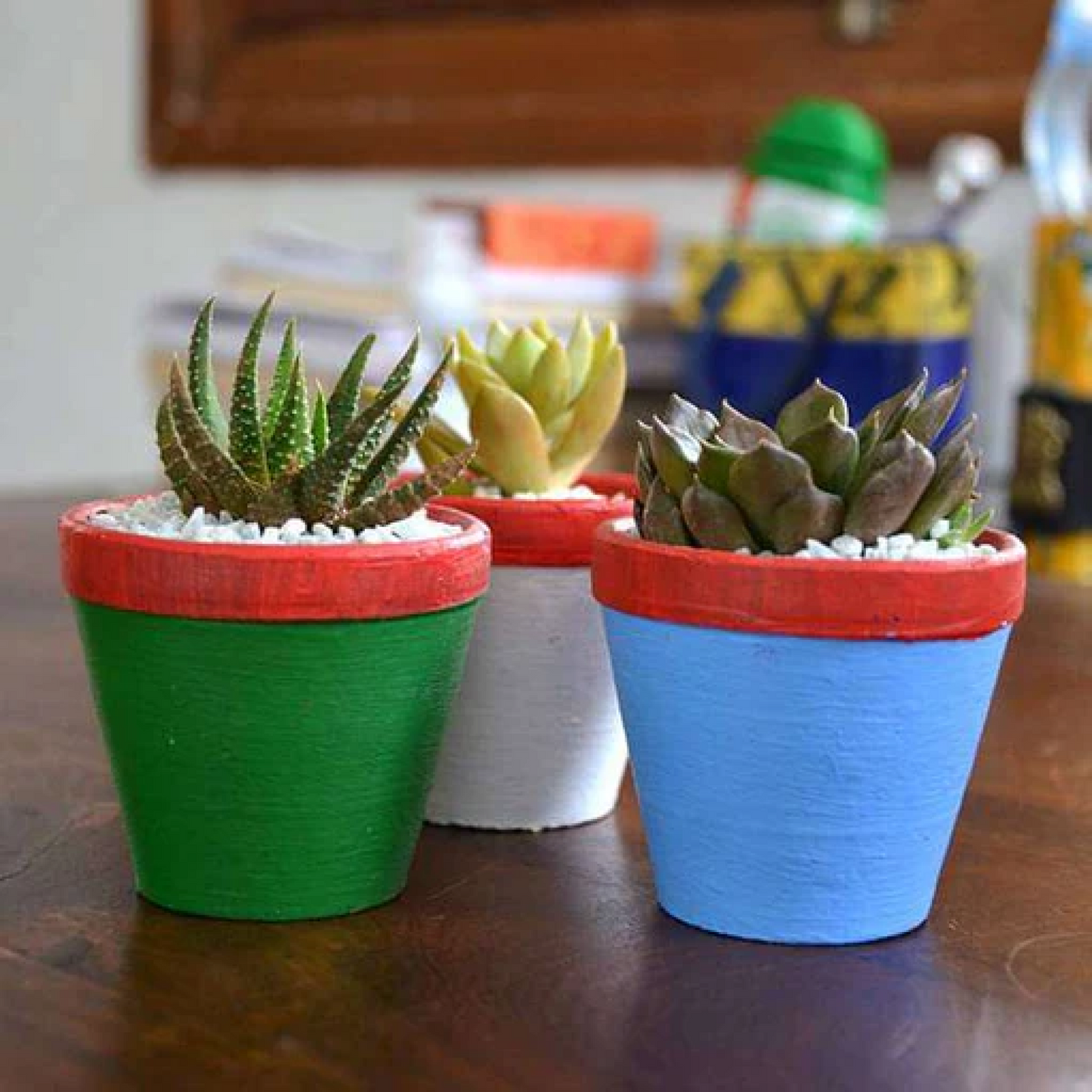 Succulent triplets in colorful pots Plant