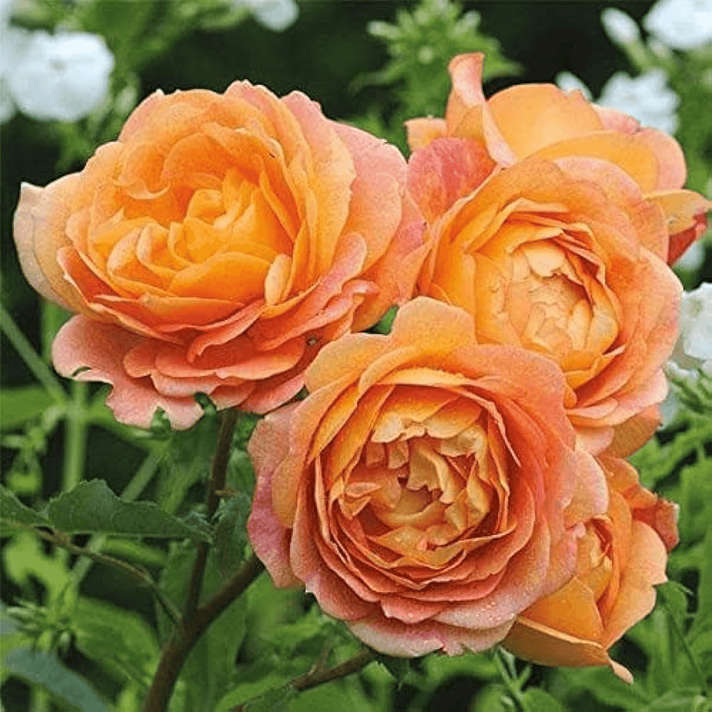 English Rose (Any Color) Plant