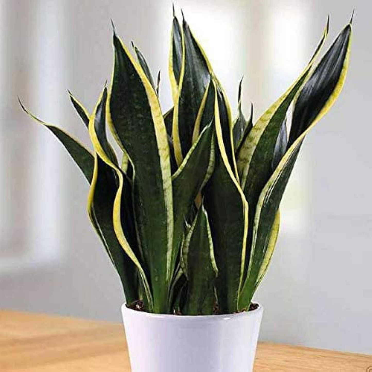 Snake Sansevieria Black Gold Succulent Plant