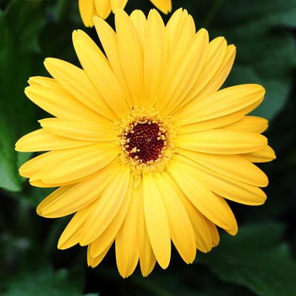 Gerbera (Yellow) - Plant