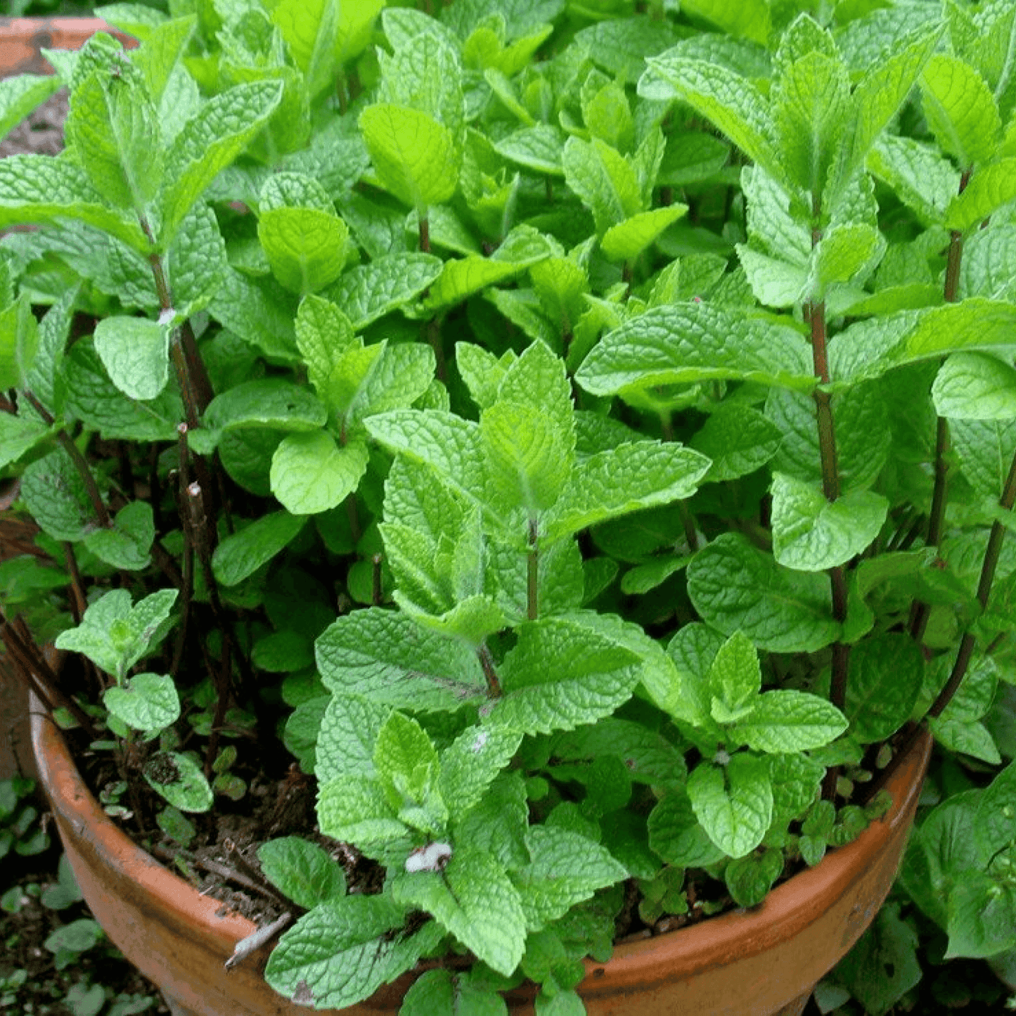 Common Mint Plant Pudina Plant