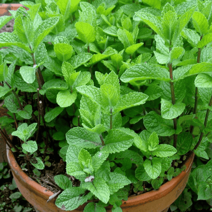 Common Mint Plant, Pudina - Plant