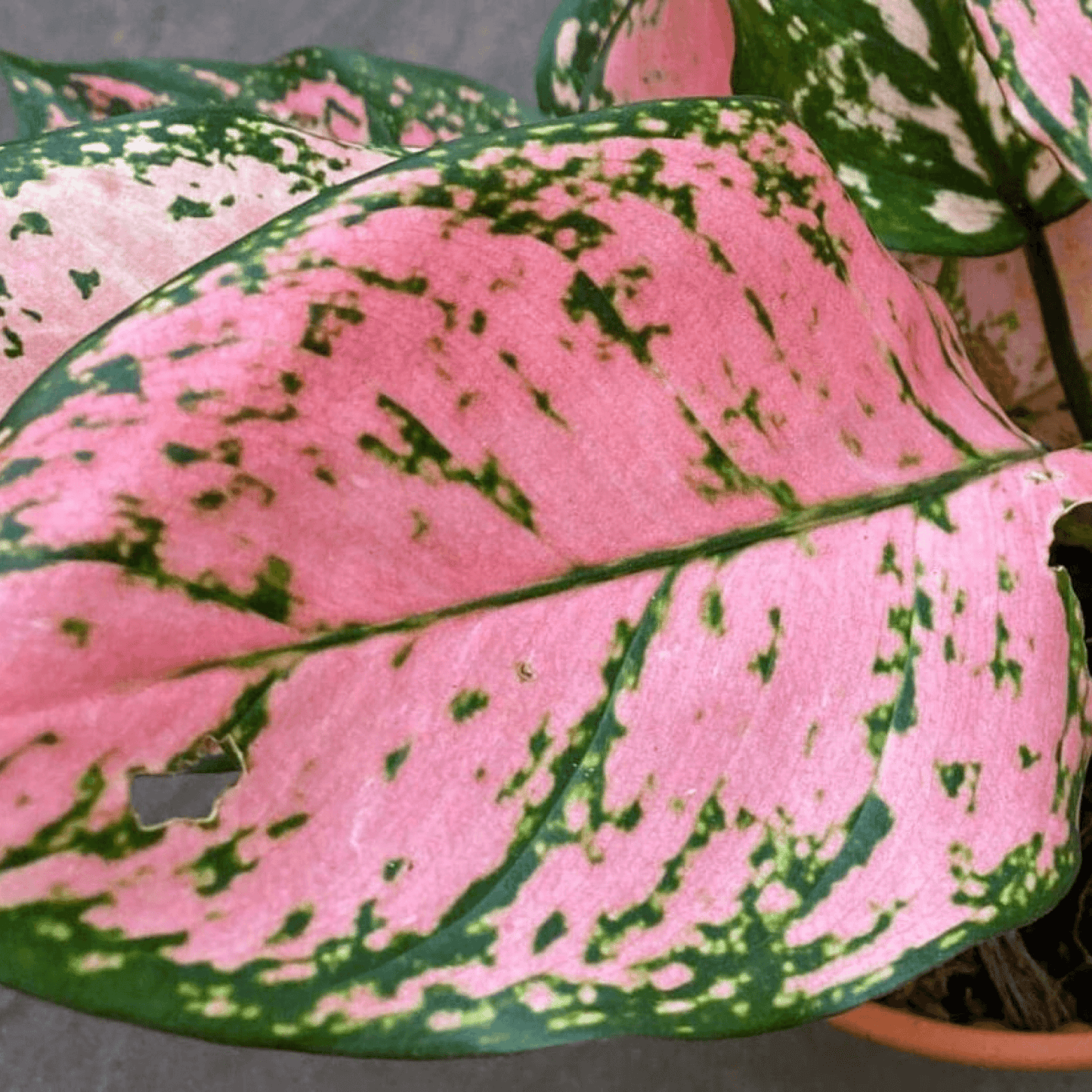Aglaonema Dud Anyamanee, Aglaonema Anyamanee (Green, Pink) - Plant