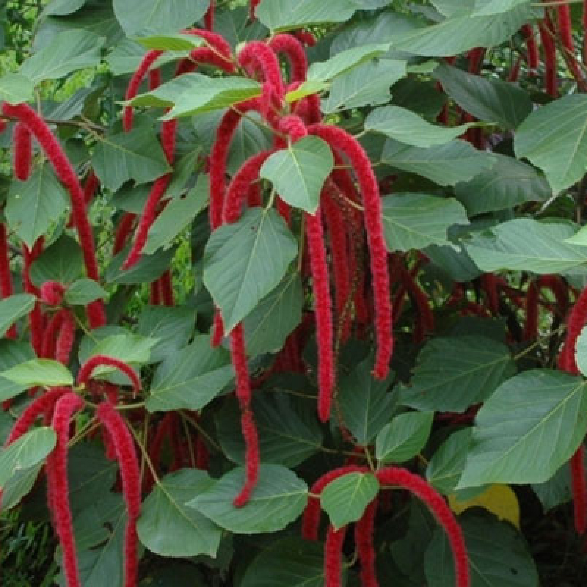 Acalypha Hispida Rubra Plant