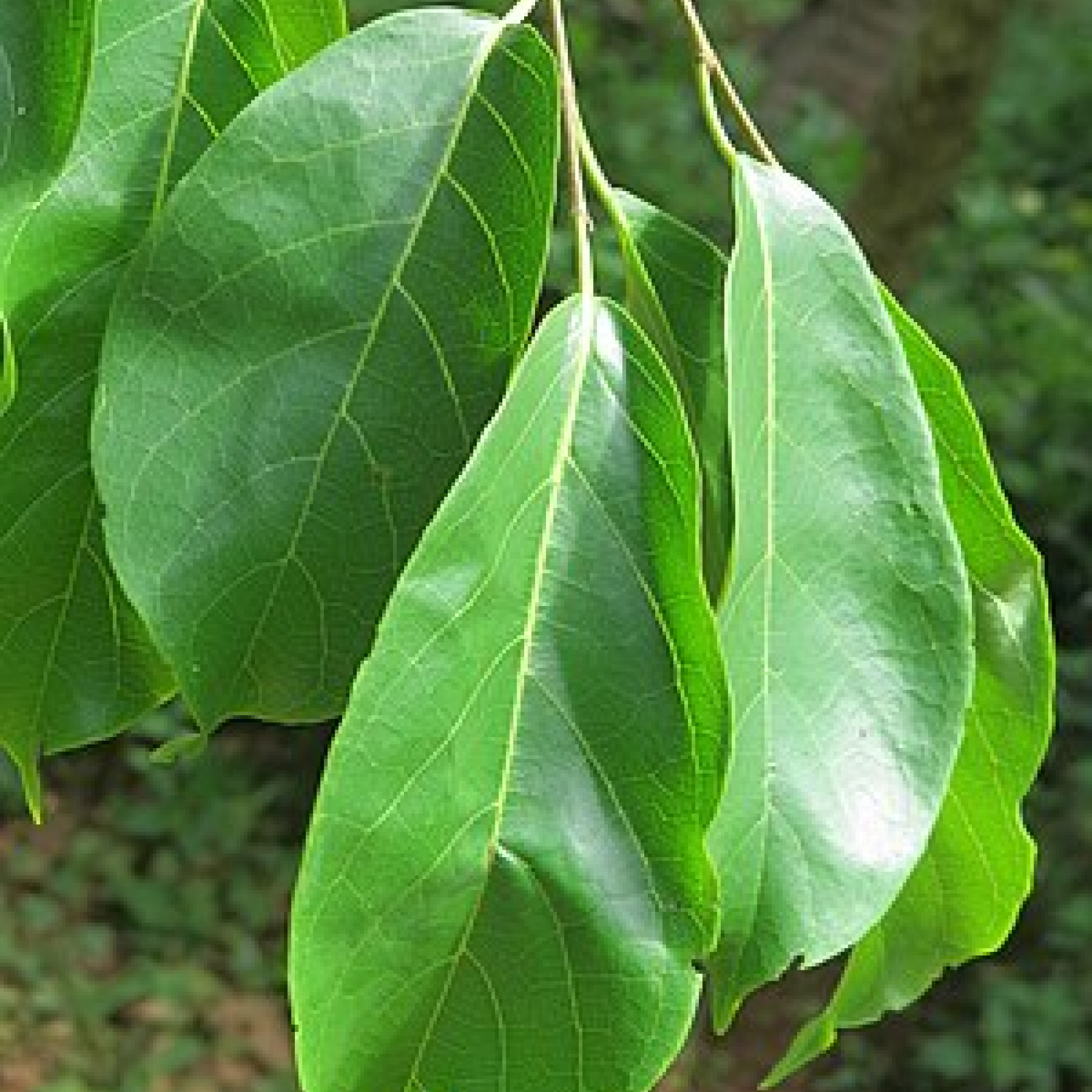 Holoptelea Integrifolia Vavla Wawal Plant