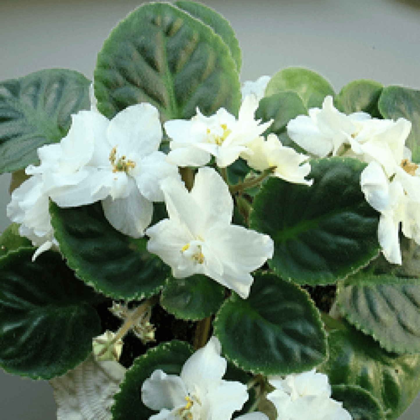 African Violets (White) Plant