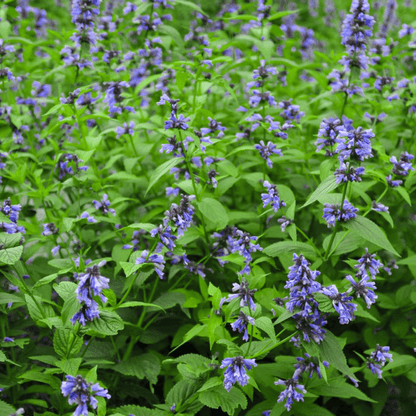 Catnip, Catmint, Nepta Plant