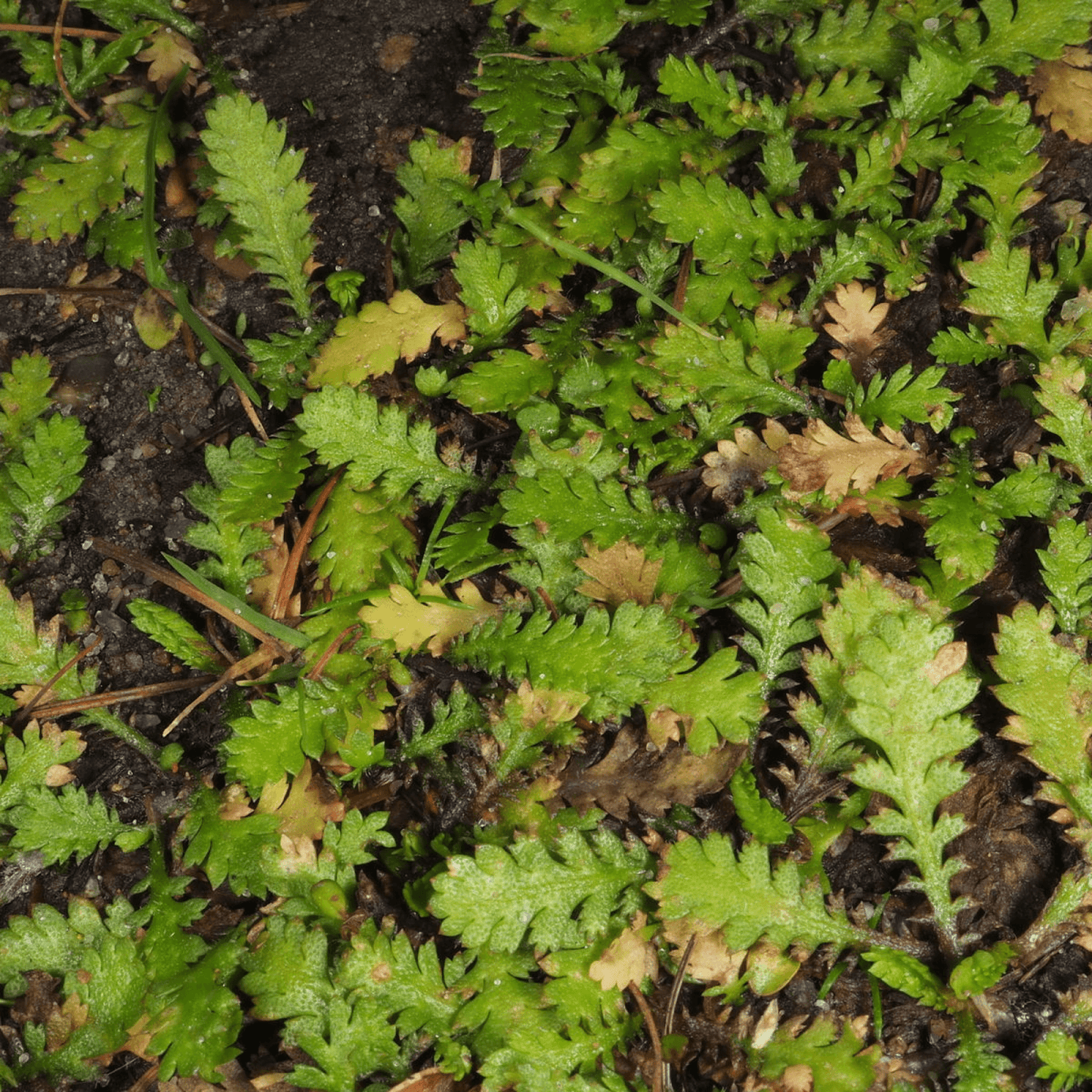 Centipeda Minima Plant