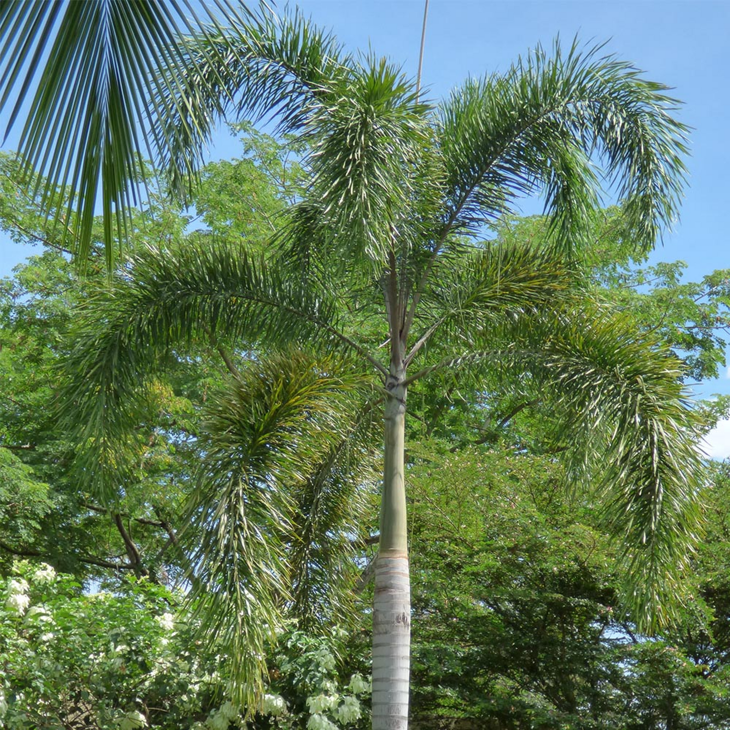 Royal Palm, Roystonea regia - Plant