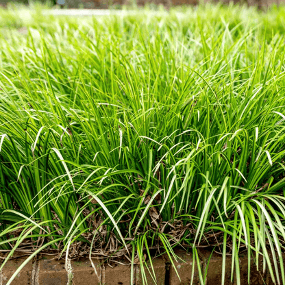 Acorus Grass Plant