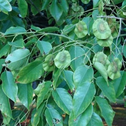 Pterocarpus marsupium Plant