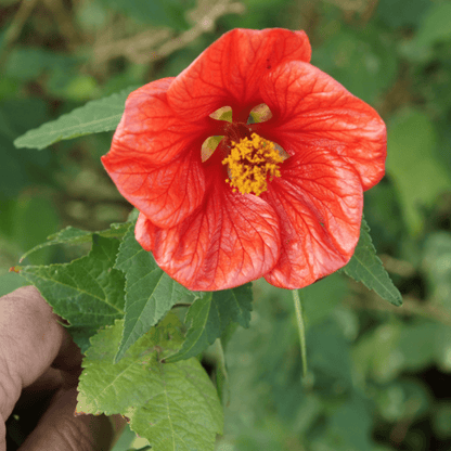 Abutilon X Hybridum Plant